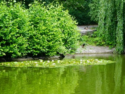 Stadtpark Steglitz Stadtpark Steglitz