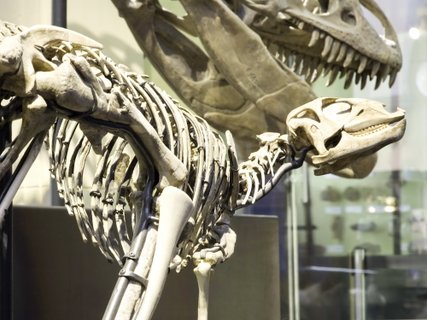 Museum für Naturkunde Museum für Naturkunde